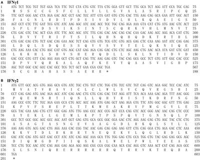 Two Distinct Interferon-γ in the Orange-Spotted Grouper (Epinephelus coioides): Molecular Cloning, Functional Characterization, and Regulation in Toll-Like Receptor Pathway by Induction of miR-146a